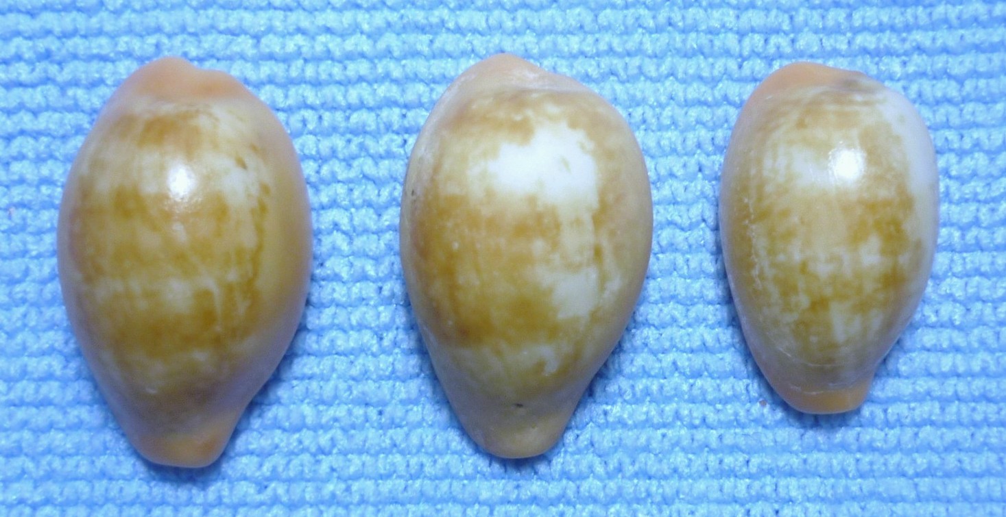 Zonaria pyrum